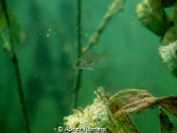 Baby fish was hiding out but came out to play for a bit w... by Abner Romero 